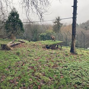 Asiatic lion enclosure 301221
