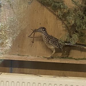 Greater roadrunner 301221