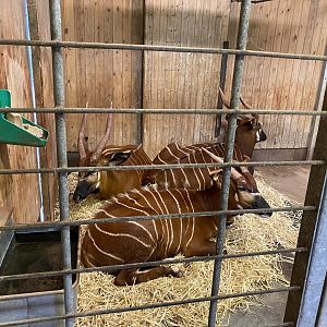 Eastern bongos 301221