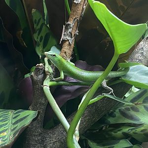 Reptile Tropics - Emerald skink 301221