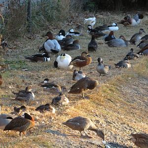 Assorted Waterfowl