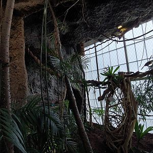 Golden Lion Tamarin and Wattles Guan exhibit- Jungle jewels