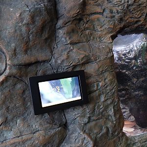 The Cave- Yellow-banded poison dart frog