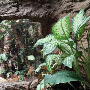 Emerald Tree Boa terrarium