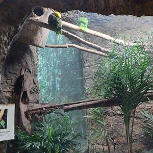 Double Yellow-Headed Amazon Parrot Exhibit