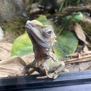Reptile Tropics - Boyd's forest dragon 301221