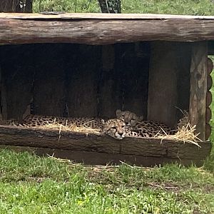 South African cheetahs 301221