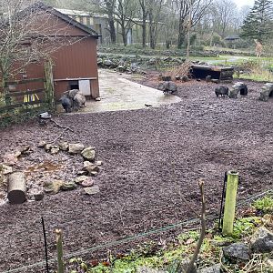 Collared peccary enclosure 301221
