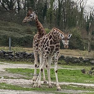 Rothschild's giraffes 301221
