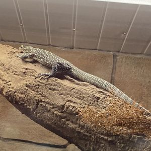 Blue-spotted tree monitor 160122