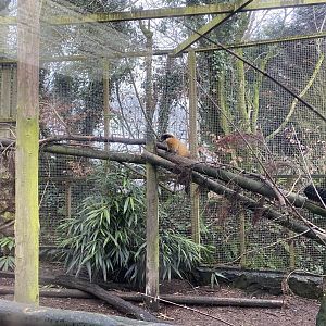 Northern yellow-throated marten enclosure 160122