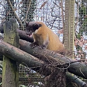 Northern yellow-throated marten 160122