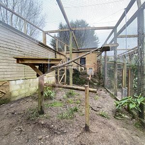 Indochinese clouded leopard enclosure 160122