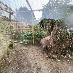 Indochinese clouded leopard enclosure 160122