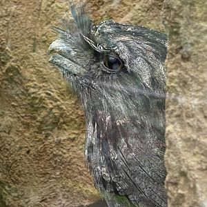 Tawny frogmouth 160122