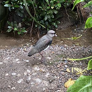 Southern lapwing 160122