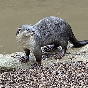 Indochinese smooth-coated otter 160122