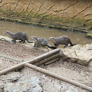 Indochinese smooth-coated otters 160122