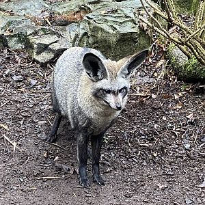 Bat-eared fox (ears forward) 160122