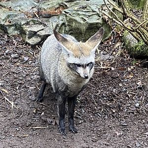 Bat-eared fox (ears backward) 160122