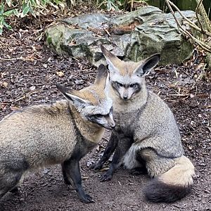 Bat-eared foxes 160122