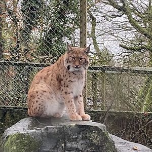 Carpathian lynx 160122