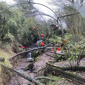 Scarlet ibis enclosure 160122