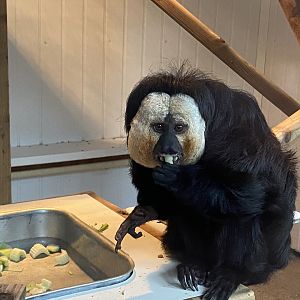 White-faced saki 160122