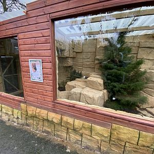 Jaguarundi enclosure 160122