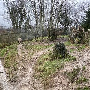 Eurasian wolf enclosure 160122