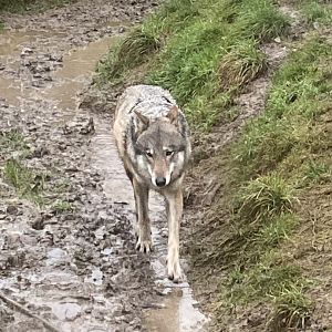 Eurasian wolf 160122