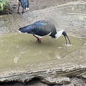 Straw-necked ibis 160122