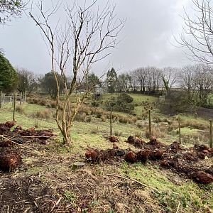 Western sitatunga enclosure 160122