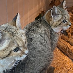Arabian sand cats 160122