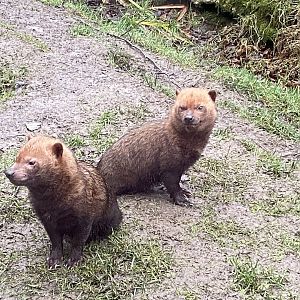 Bush dogs 160122