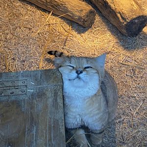Arabian sand cat 160122
