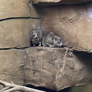 Arabian rock hyraxes 160122