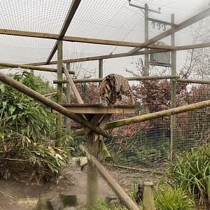 Indochinese clouded leopard 160122
