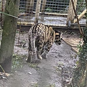 Indochinese clouded leopard 160122