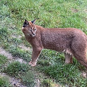 Caracal 160122