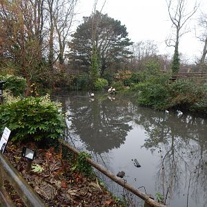 Great white pelicans 111221