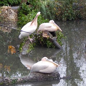Great white pelicans 111221