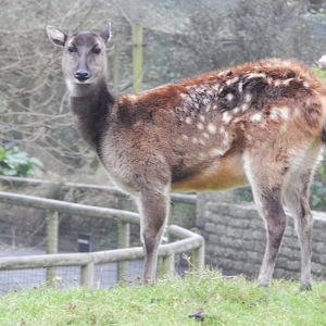 Visayan spotted deer 111221