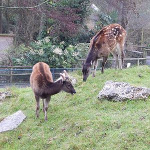 Visayan spotted deer 111221