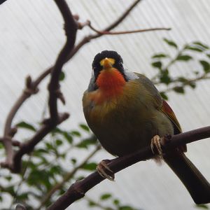 Silver-eared mesia 111221