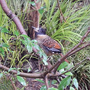 Gems of the Jungle - Spotted laughingthrush 111221