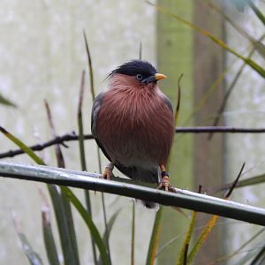 Gems of the Jungle - Brahminy starling 111221