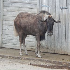 Black wildebeest 111221