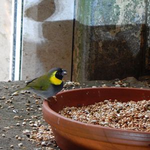 Tropical House - Cuban grassquit 111221