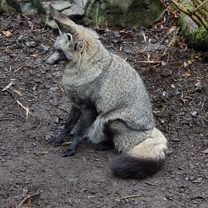 Bat-eared fox 160122